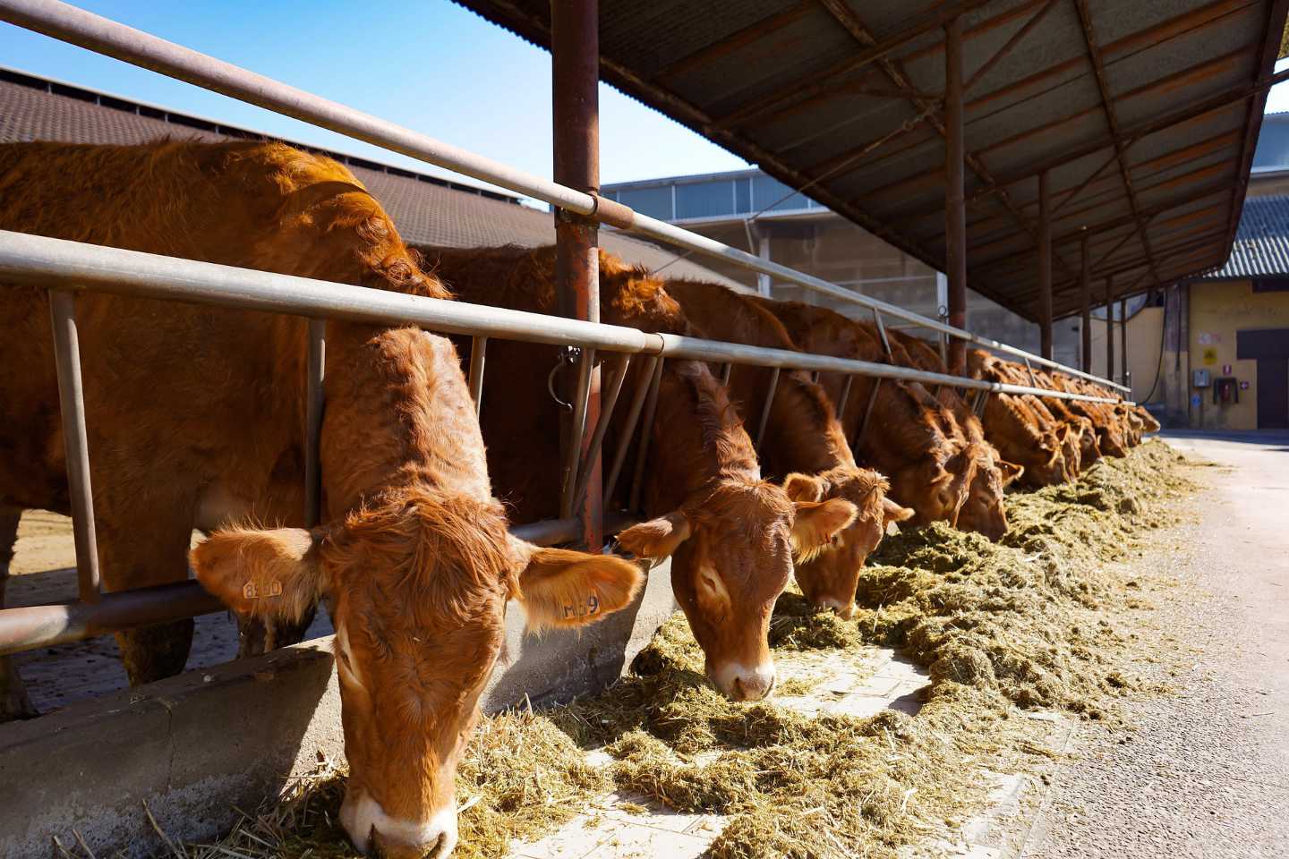 Stallung Landwirtschaft